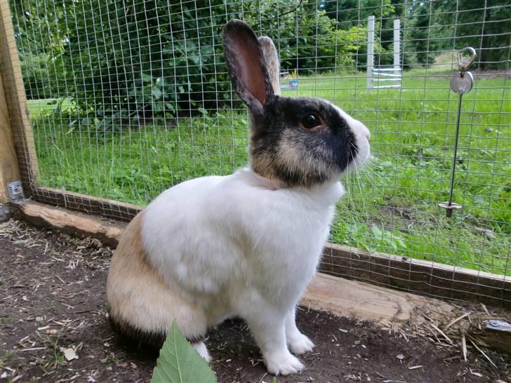 Kanin Hanssons Speedy Gonzales billede 6