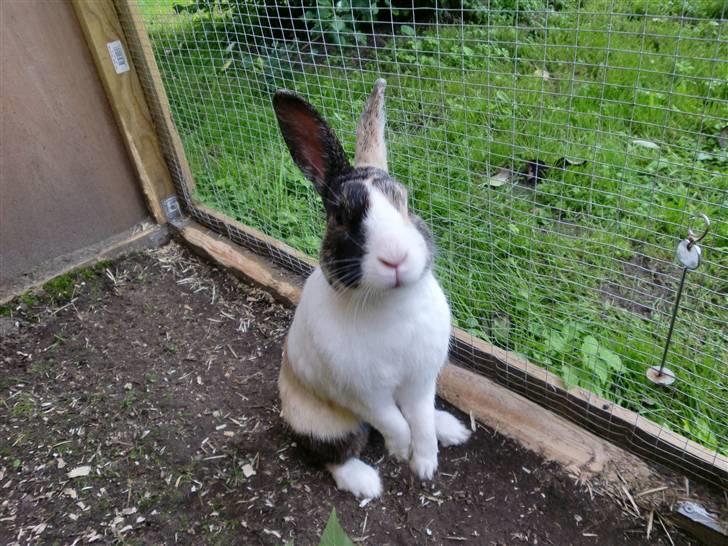 Kanin Hanssons Speedy Gonzales billede 7