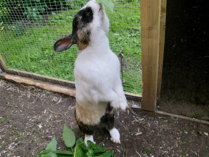 Kanin Hanssons Speedy Gonzales billede 8