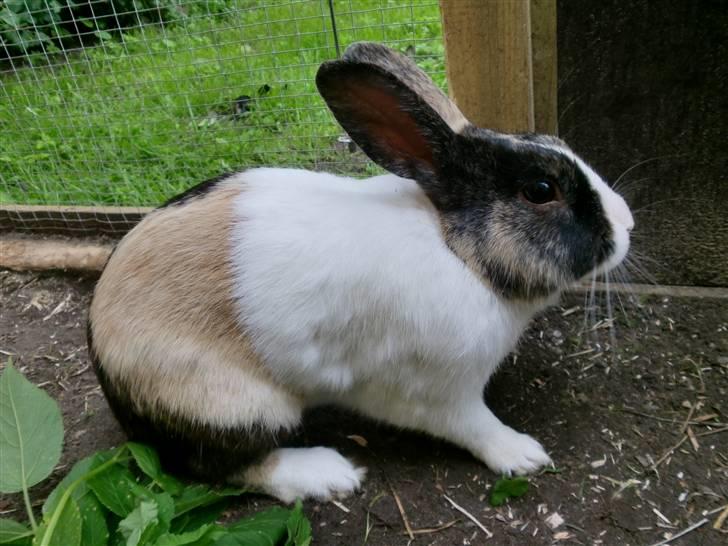 Kanin Hanssons Speedy Gonzales billede 9