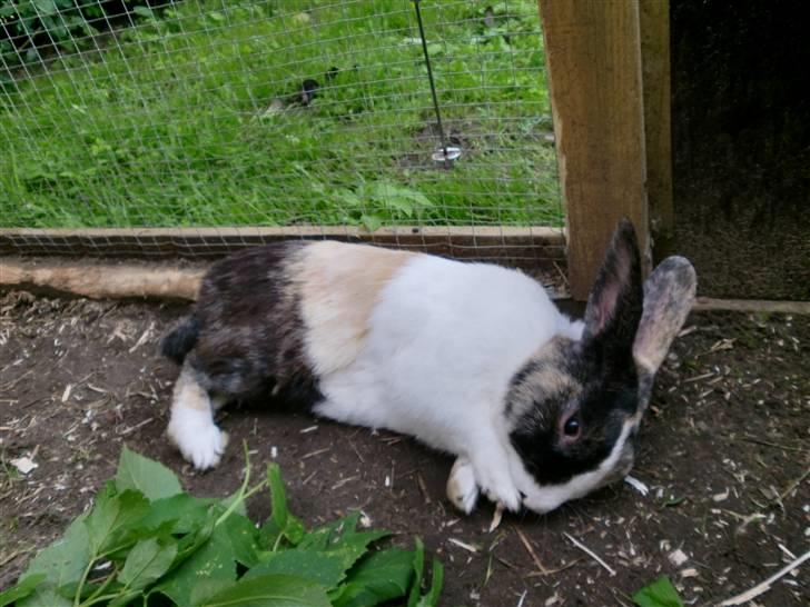 Kanin Hanssons Speedy Gonzales billede 10