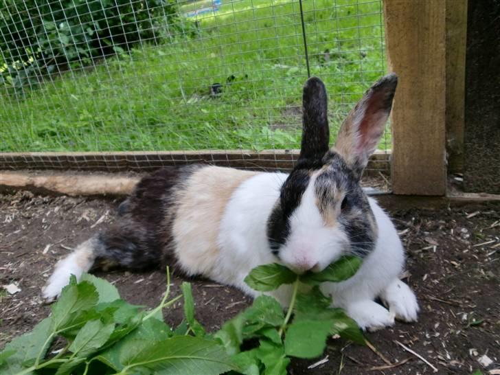 Kanin Hanssons Speedy Gonzales billede 11