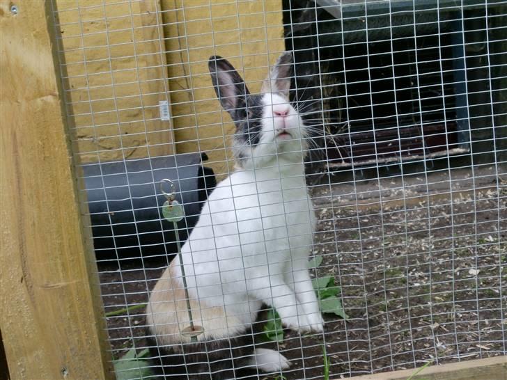 Kanin Hanssons Speedy Gonzales billede 12