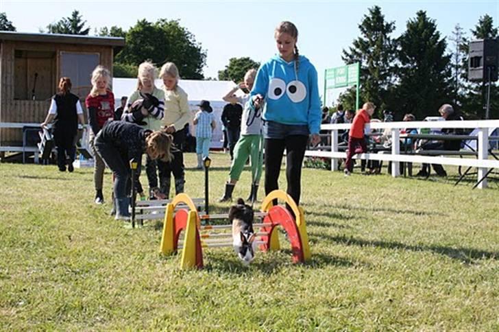 Kanin Hanssons Speedy Gonzales - Odense dyrskue 2009 lidt opvarmning inden hop konkurancen  billede 13