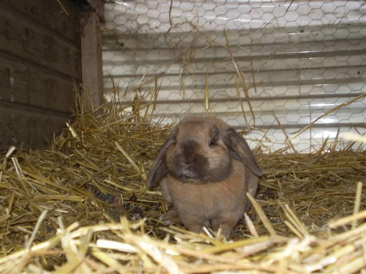 Kanin mads - HEEJ (:<3 billede 9