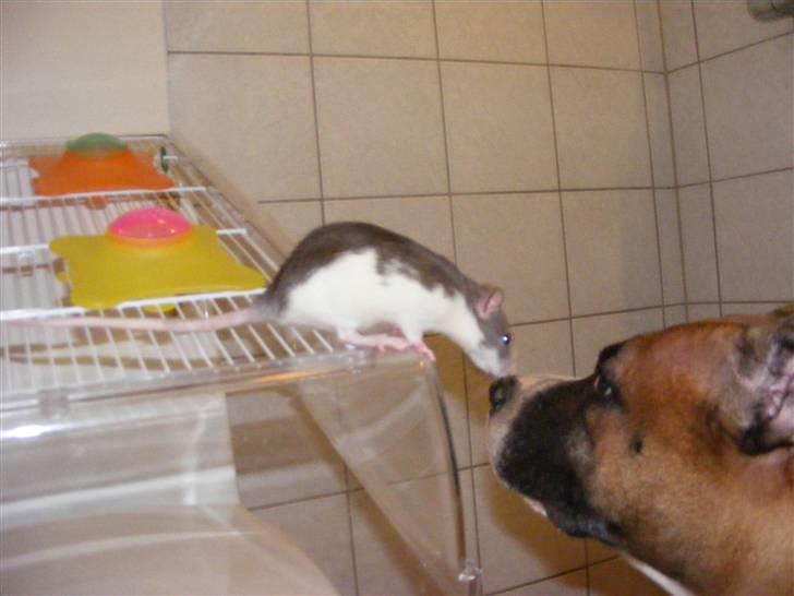 Tamrotte Bims billede 4