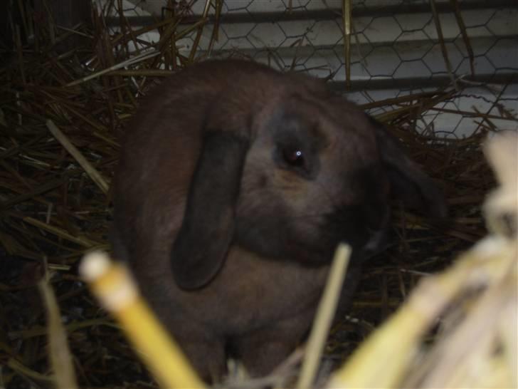 Kanin mads - smukke mads<3 billede 10