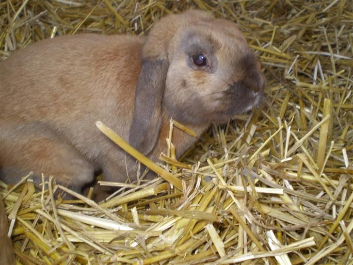 Kanin mads - os to mod resten er verden<3 billede 11