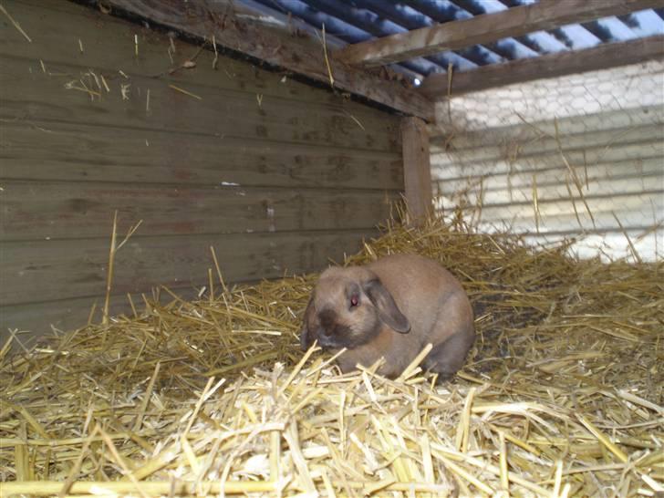 Kanin mads - bedstevenner<3 billede 13