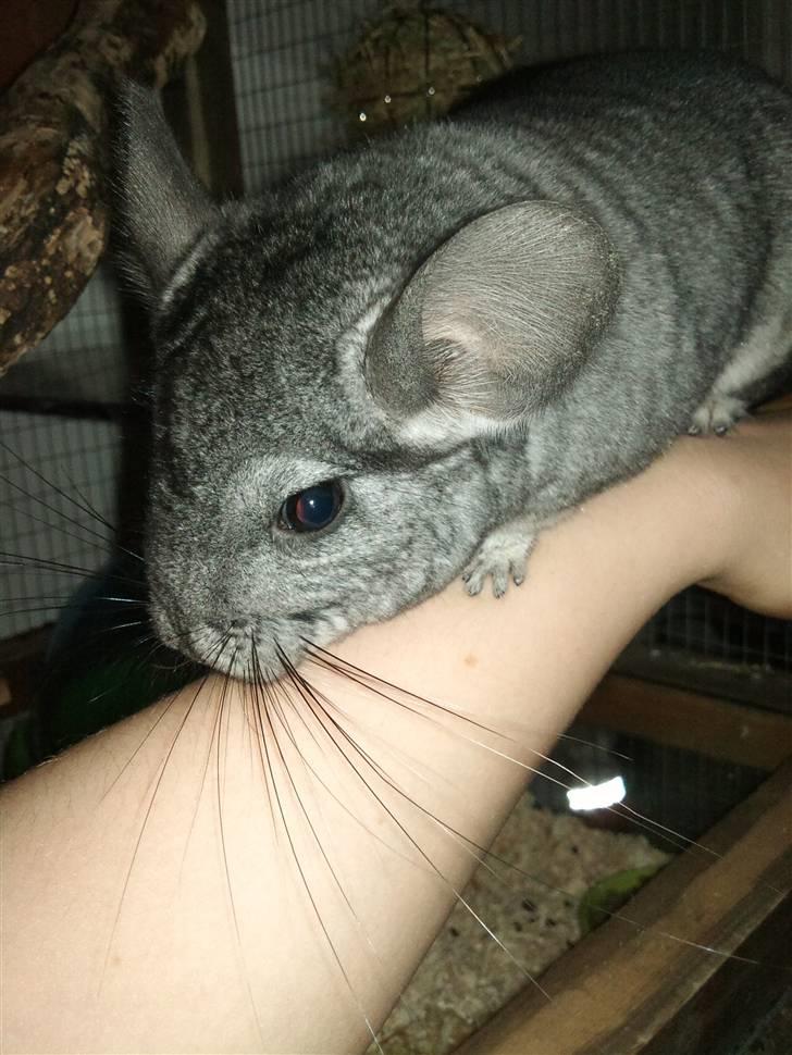 Chinchilla Blobber <3 Solgt billede 2