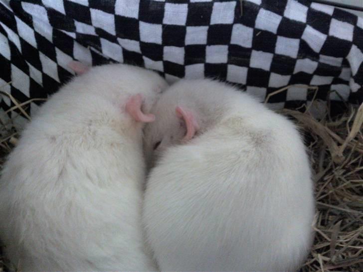 Tamrotte nuggi<33 billede 9