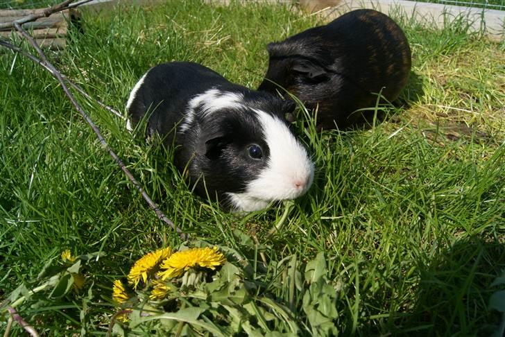 Marsvin Misha billede 7