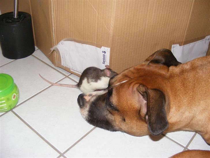 Tamrotte Bims billede 6