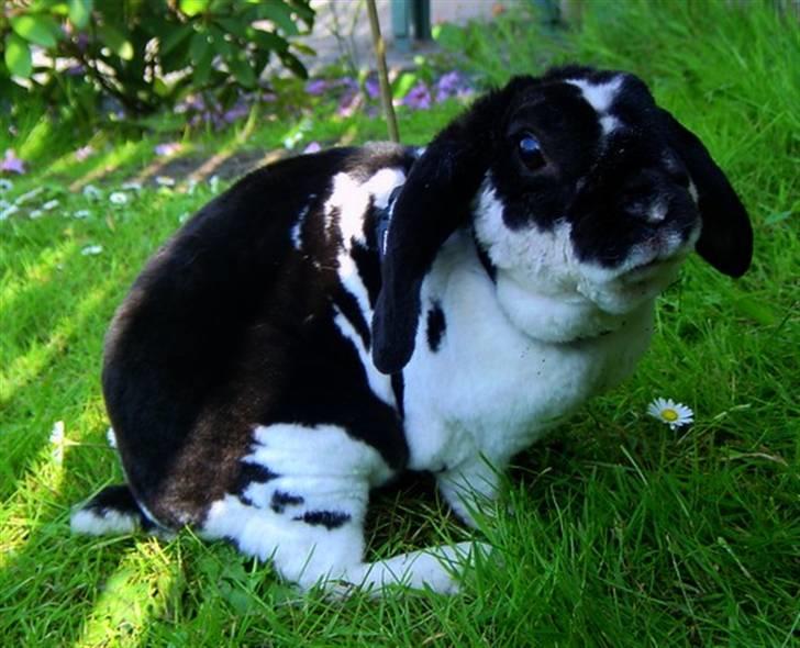 Kanin Anton † - En sommerdag i haven billede 1