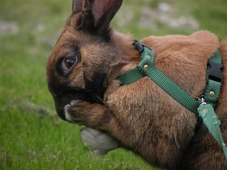 Kanin Sofie R.I.P billede 1