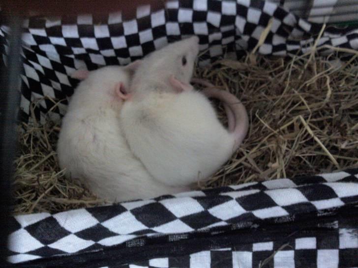 Tamrotte nuggi<33 billede 10