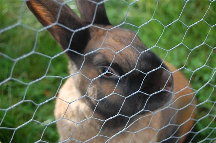 Kanin Sofie R.I.P billede 2