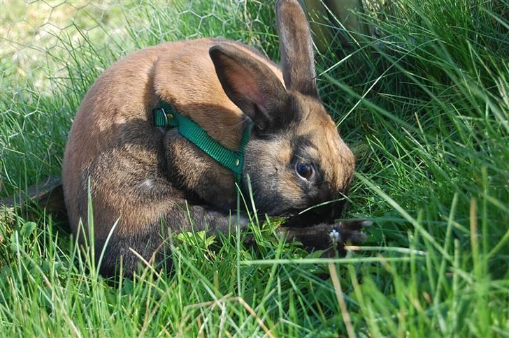 Kanin Sofie R.I.P billede 3