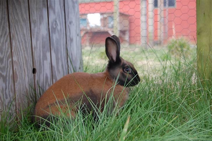 Kanin Sofie R.I.P billede 4