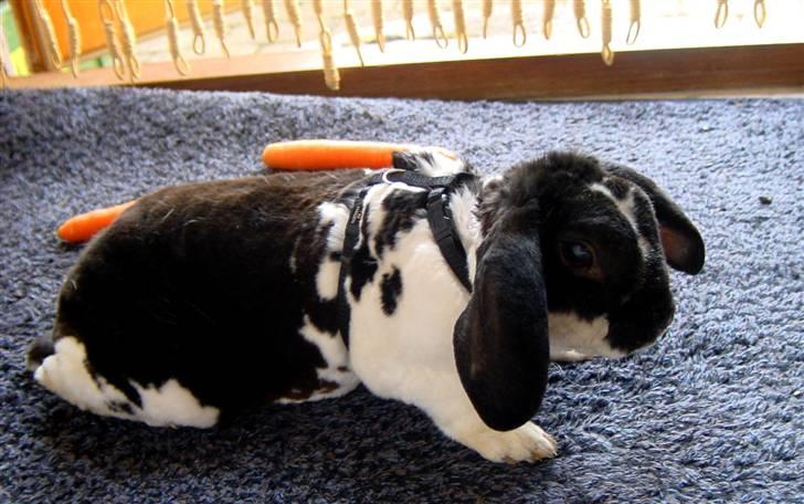 Kanin Anton † - En tur indenfor, hvor hyggeligt.. ;-) billede 2