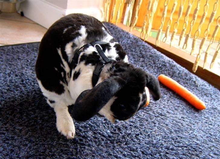 Kanin Anton † - Vasker mig lige lidt.. billede 3