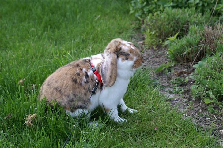 Kanin Snickers - Se hvor sød jeg er<3:) billede 4