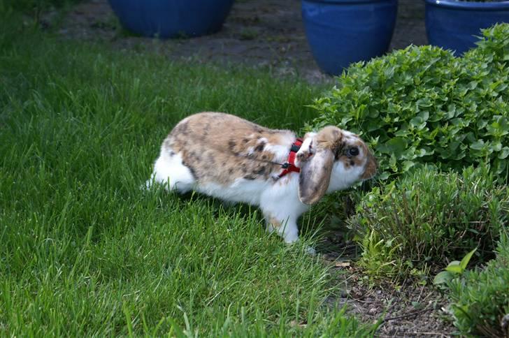 Kanin Snickers - Lille mig der er i fuld gang med blomsterne ö billede 5