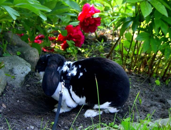 Kanin Anton † - Jeg eeeelsker at sidde inde i mors bed! Især at grave huller derinde ... :-D billede 4