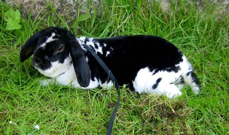 Kanin Anton † - Tager mig lige en slapper, det er hårdt at være kanin! billede 5