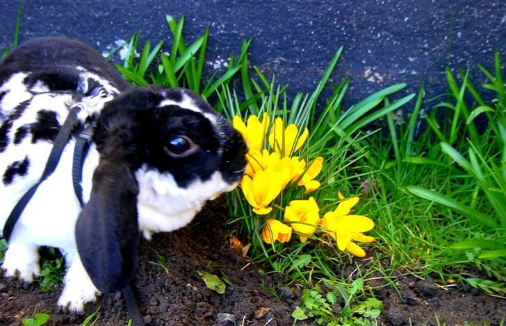 Kanin Anton † - Hvor er de fine de søde påskeblomster der.. :-) billede 6