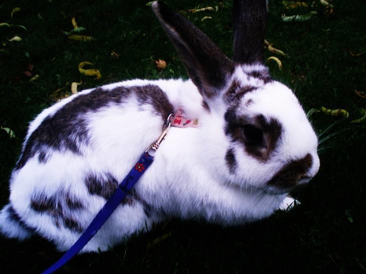 Kanin Athene billede 1