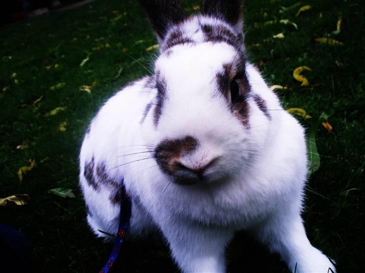 Kanin Athene billede 2