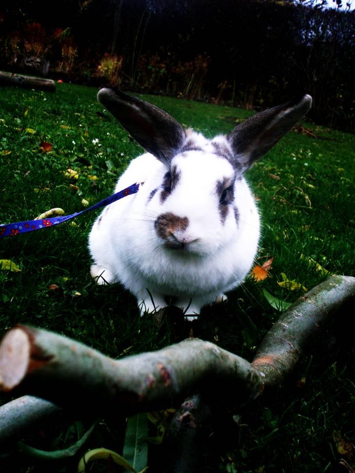 Kanin Athene billede 3