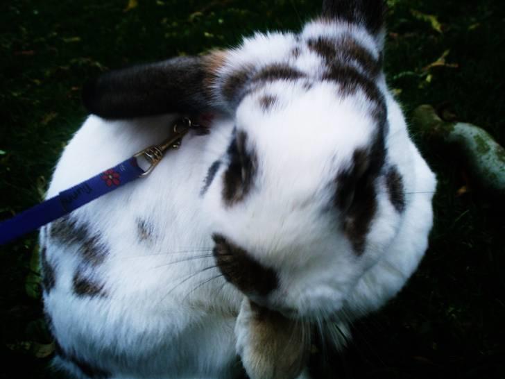 Kanin Athene billede 4