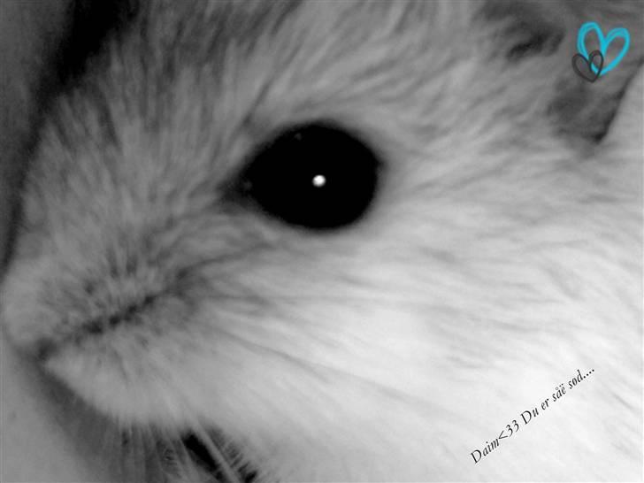 Dværghamster Daim (Rest in Peace)  - hej & Velkommen til Daim´s Profil :D billede 1