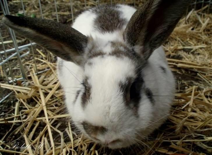 Kanin Athene billede 5