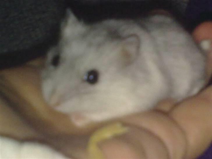 Dværghamster Daim (Rest in Peace)  billede 2