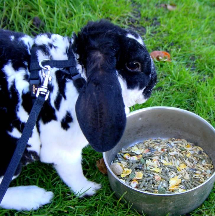 Kanin Anton † billede 8