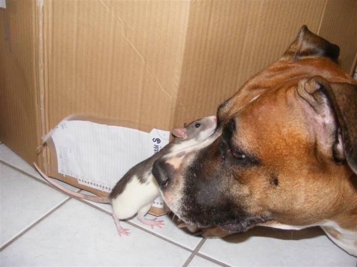 Tamrotte Bims billede 8