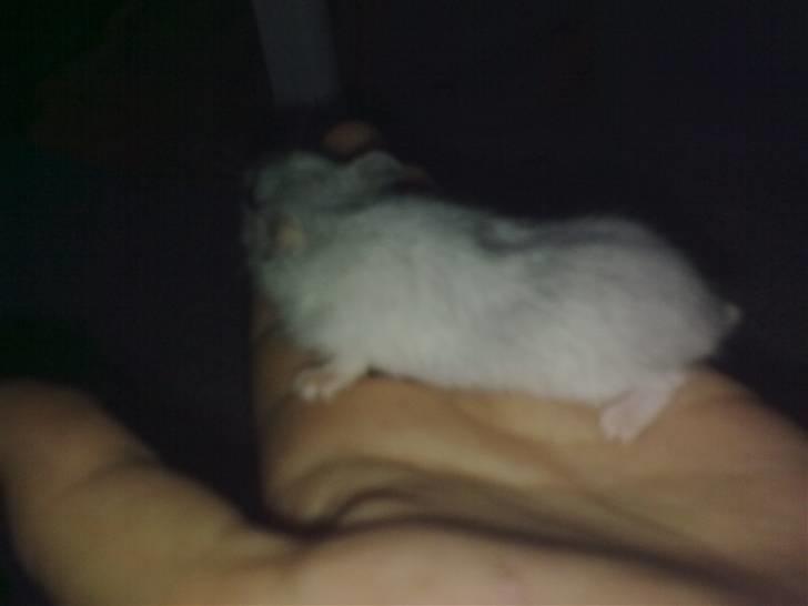 Dværghamster Daim (Rest in Peace)  billede 3