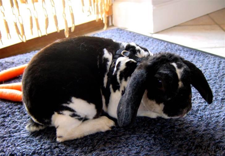 Kanin Anton † billede 9