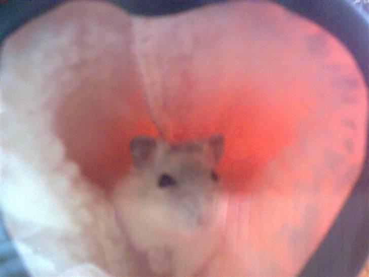 Dværghamster Daim (Rest in Peace)  billede 4