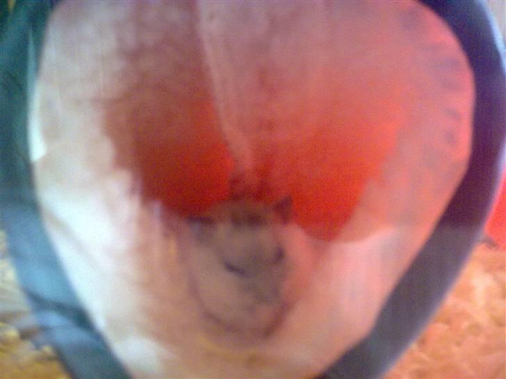 Dværghamster Daim (Rest in Peace)  billede 5