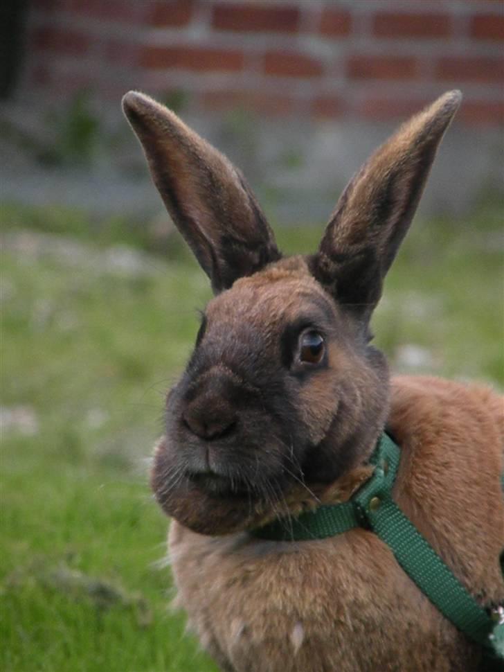 Kanin Sofie R.I.P billede 5