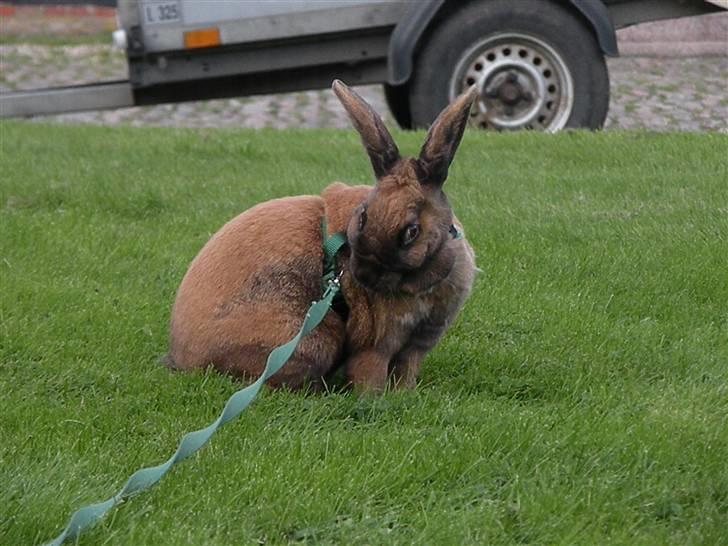 Kanin Sofie R.I.P billede 6