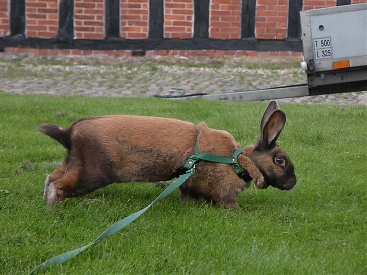 Kanin Sofie R.I.P billede 7