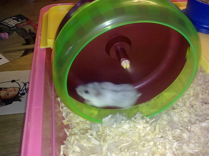 Dværghamster Daim (Rest in Peace)  - Så skal der løbes  billede 6