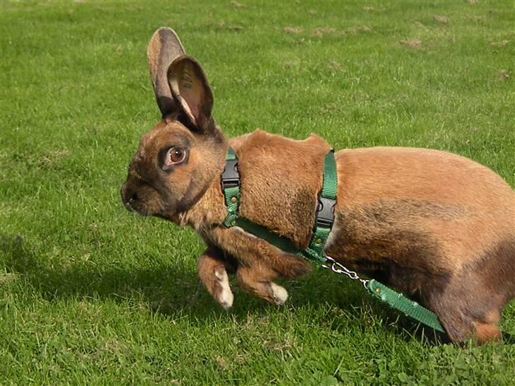 Kanin Sofie R.I.P billede 8