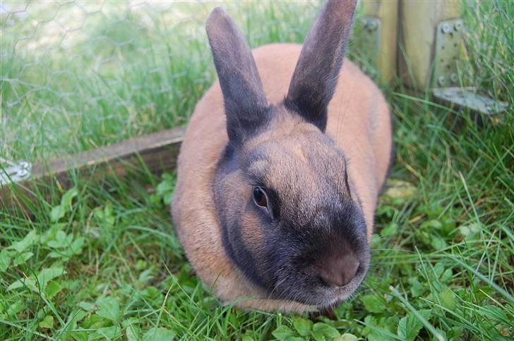 Kanin Sofie R.I.P billede 9