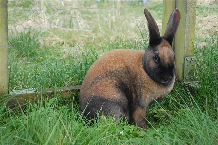 Kanin Sofie R.I.P billede 10